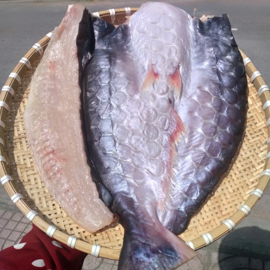 CÁ DỨA 1 NẮNG