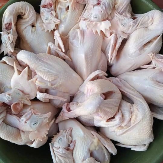 GÀ DAI NGUYÊN CON