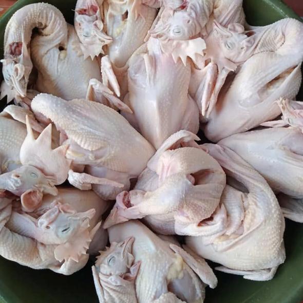 GÀ DAI NGUYÊN CON