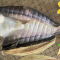 CÁ DỨA 1 NẮNG